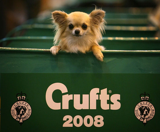 Crufts Dog Show