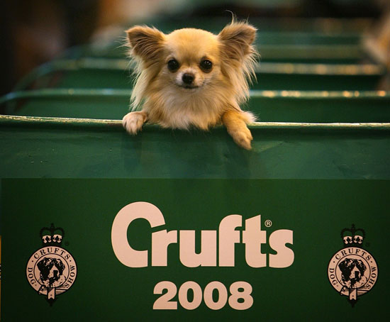 Crufts Dog Show Crufts Dog Show