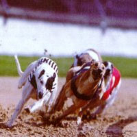 Dog Races Limousine Hire