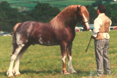 Royal Welsh Show limo hire