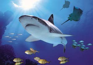 Nation Sea Life Limo Hire